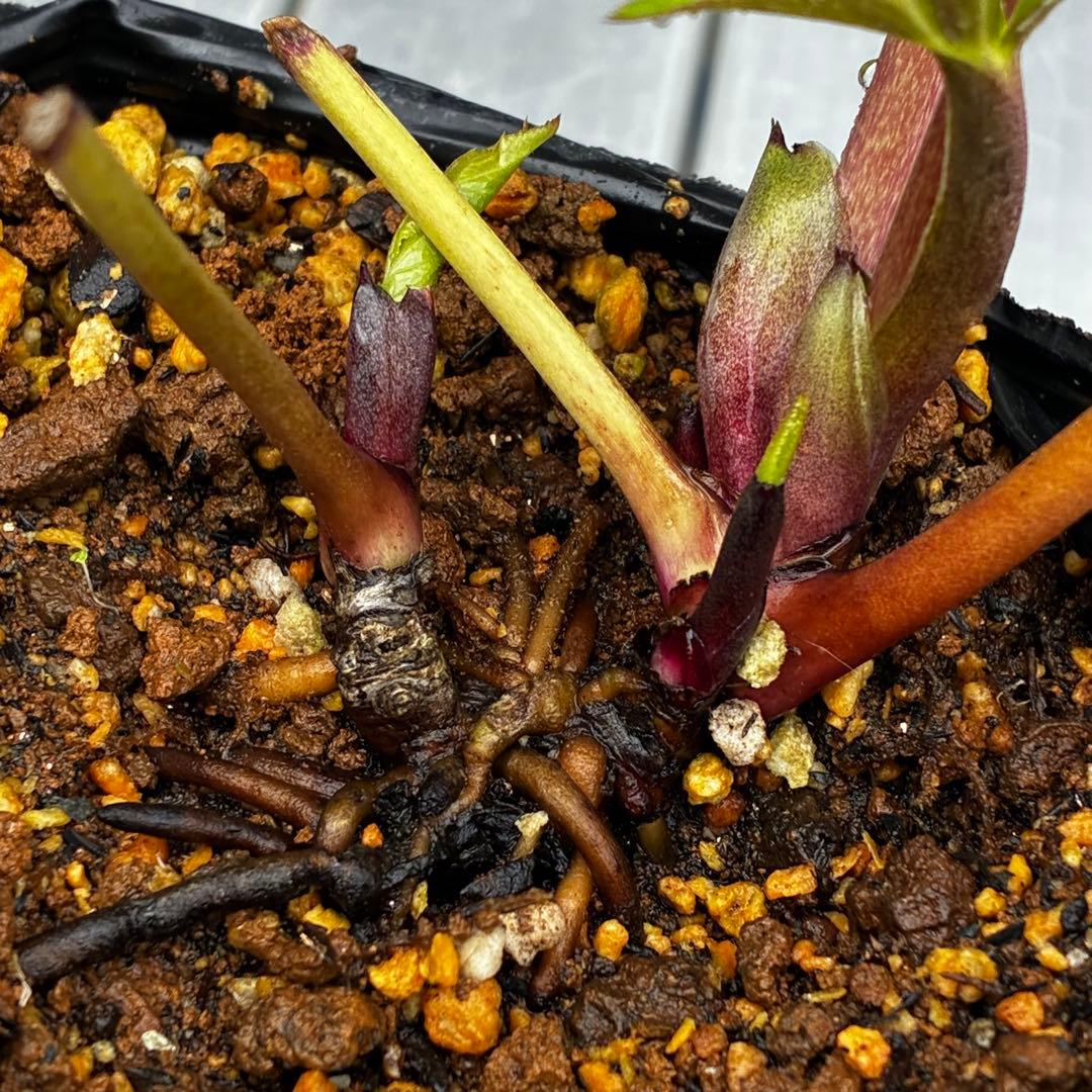 3775☘️2年間管理株☘️ ⭐️黒ピコ⭐️赤⭐️加藤農園⭐️