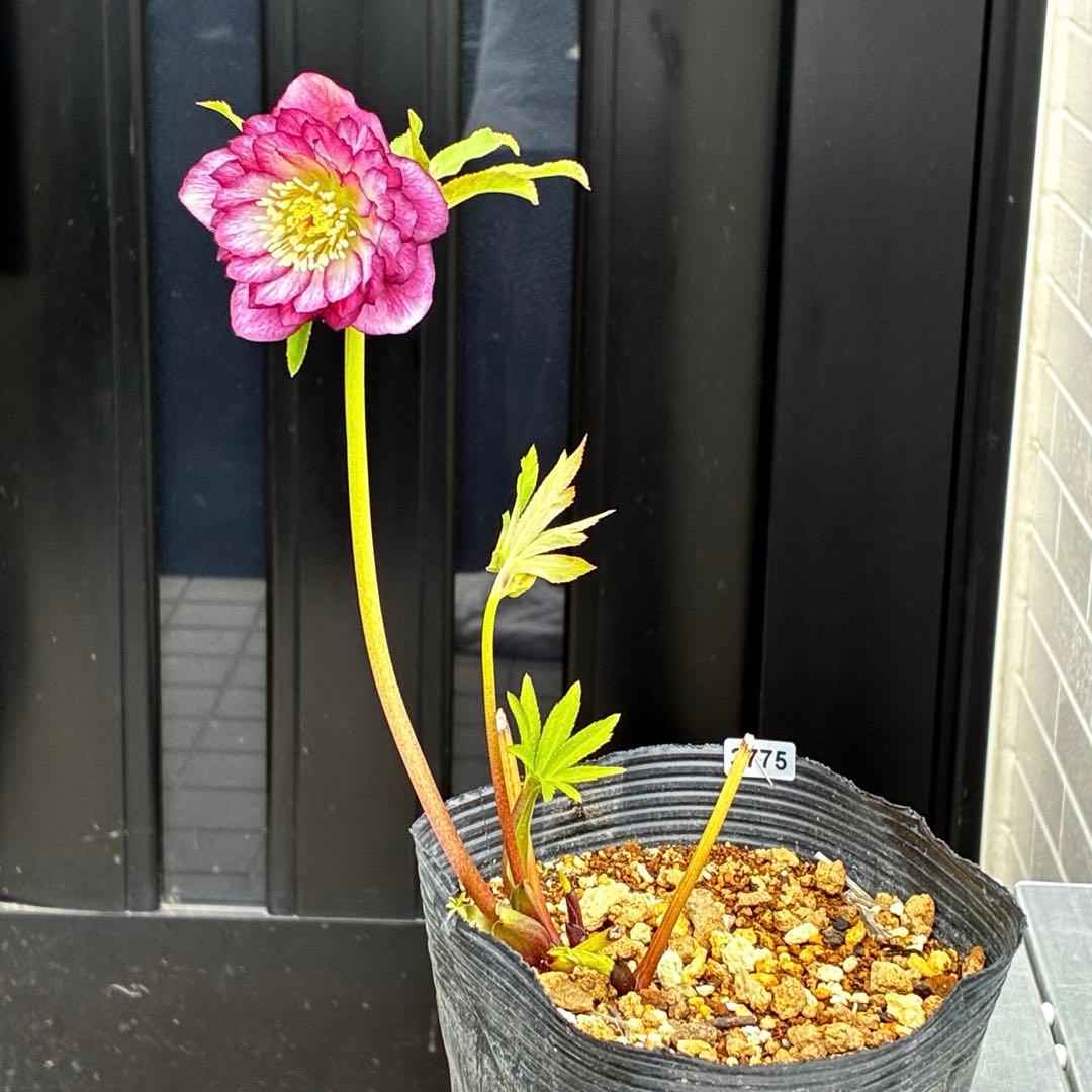 3775☘️2年間管理株☘️ ⭐️黒ピコ⭐️赤⭐️加藤農園⭐️