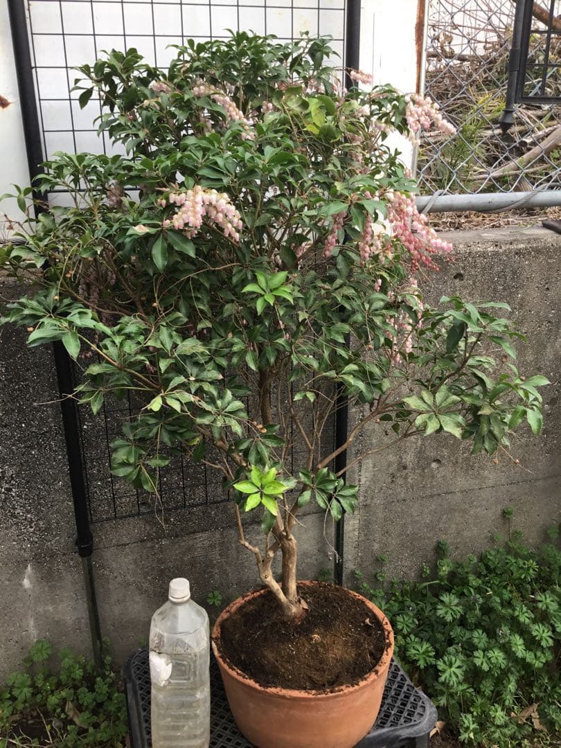 アセビ　紅花　９０センチ