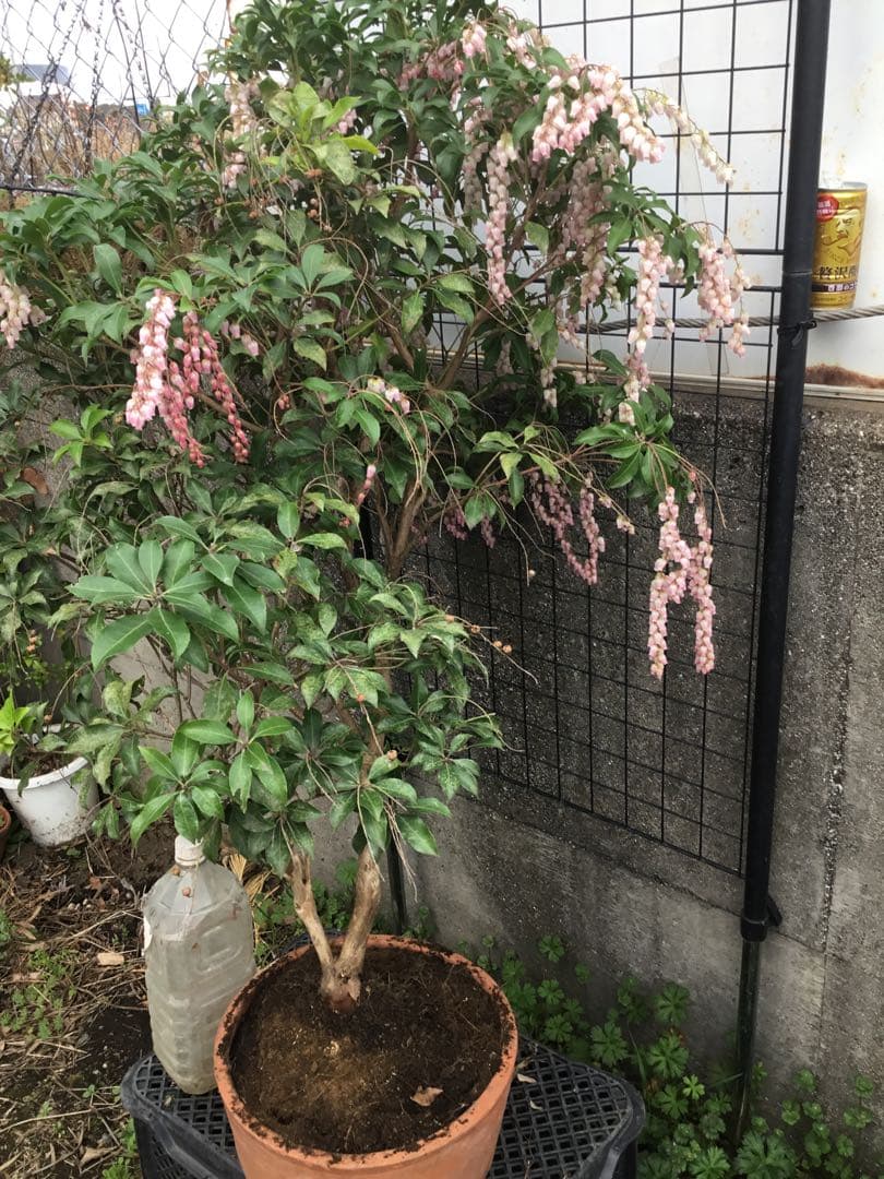 アセビ　紅花　９０センチ