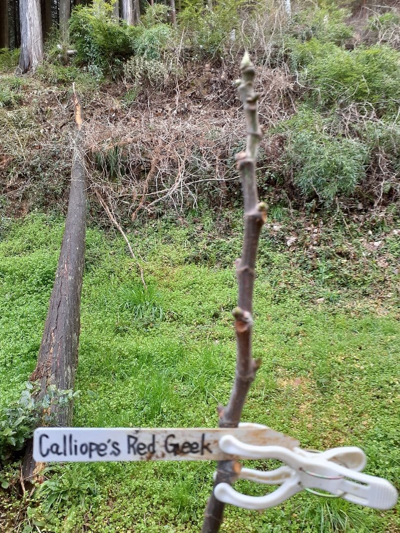 イチジク 5品種 穂木