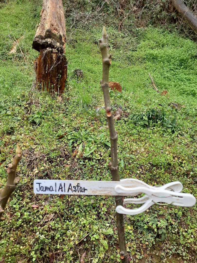 イチジク 5品種 穂木