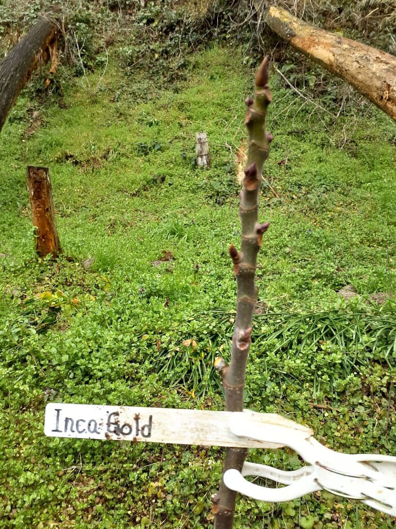 イチジク 5品種 穂木