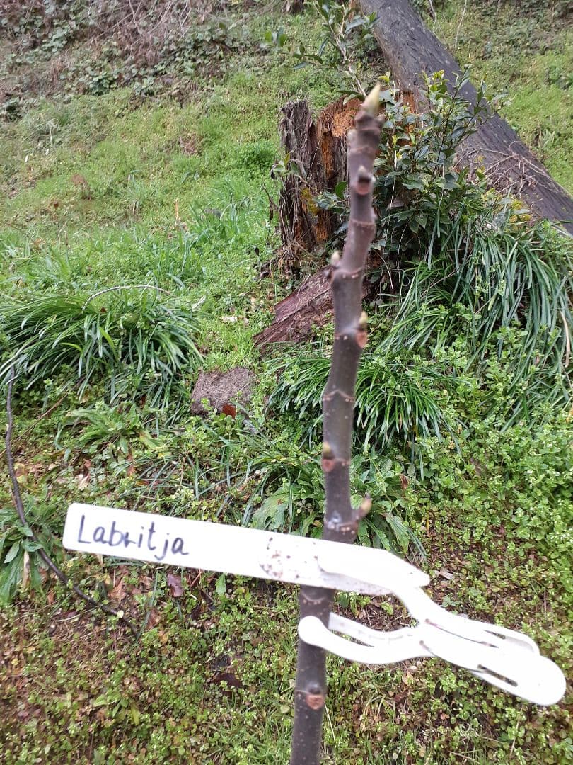 イチジク 5品種 穂木