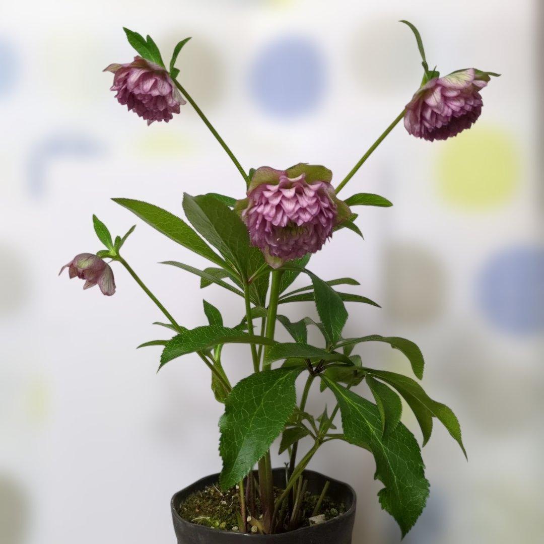 広瀬園芸 ❤️ クリスマスローズ❤️ アンティークカラー多弁