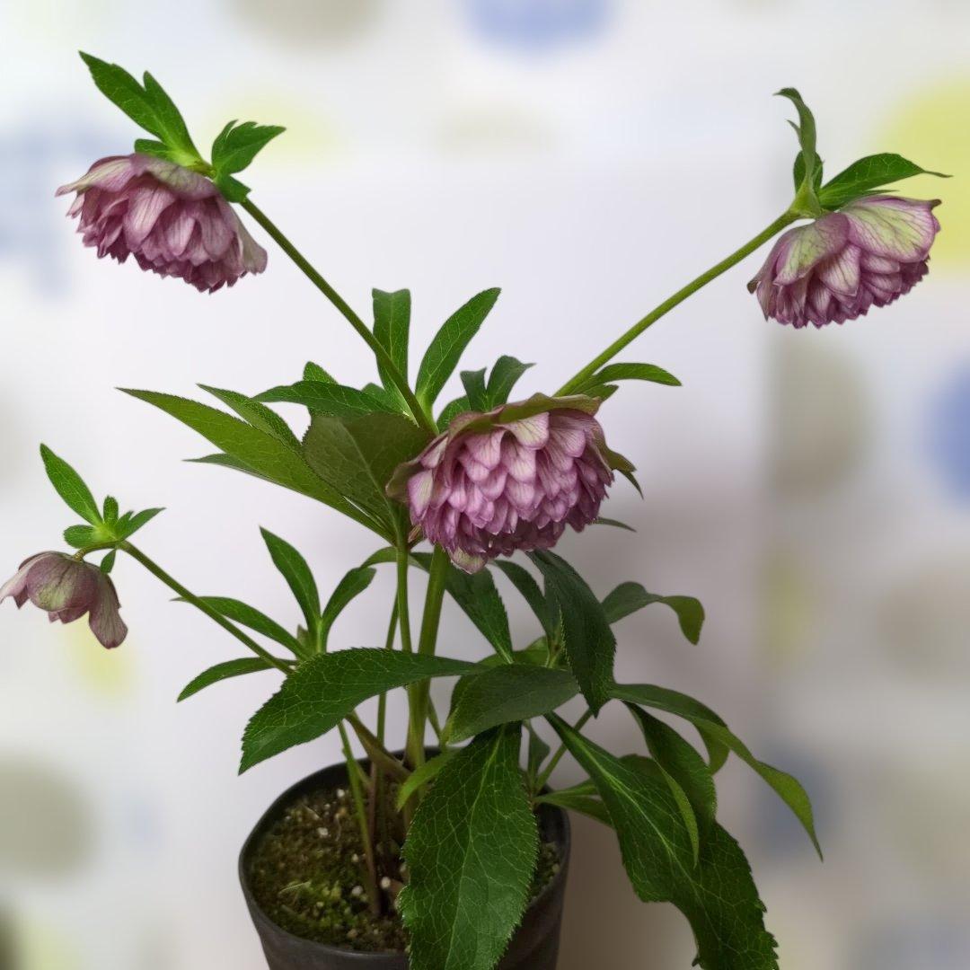 広瀬園芸 ❤️ クリスマスローズ❤️ アンティークカラー多弁