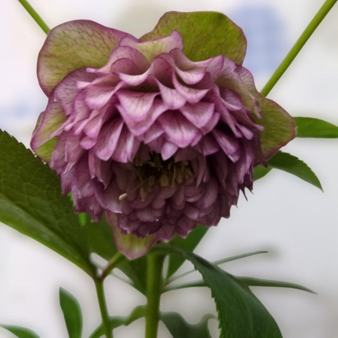 広瀬園芸 ❤️ クリスマスローズ❤️ アンティークカラー多弁