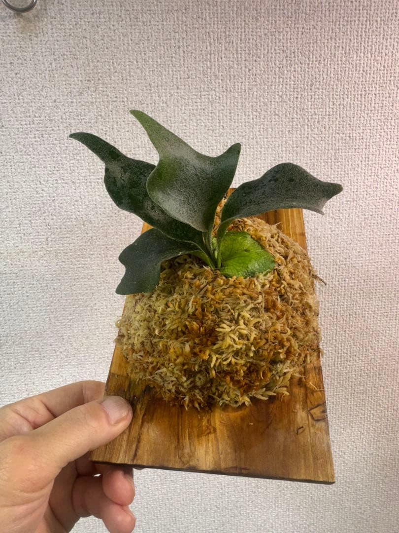 P. FWSQ FW ビカクシダ　OC株　株分　長期養生株　橙