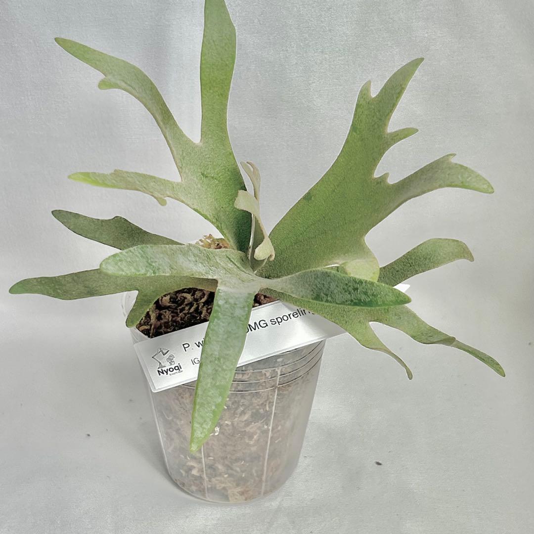 【メルカリ便】P. Willinckii Omg(spore) 【V5】