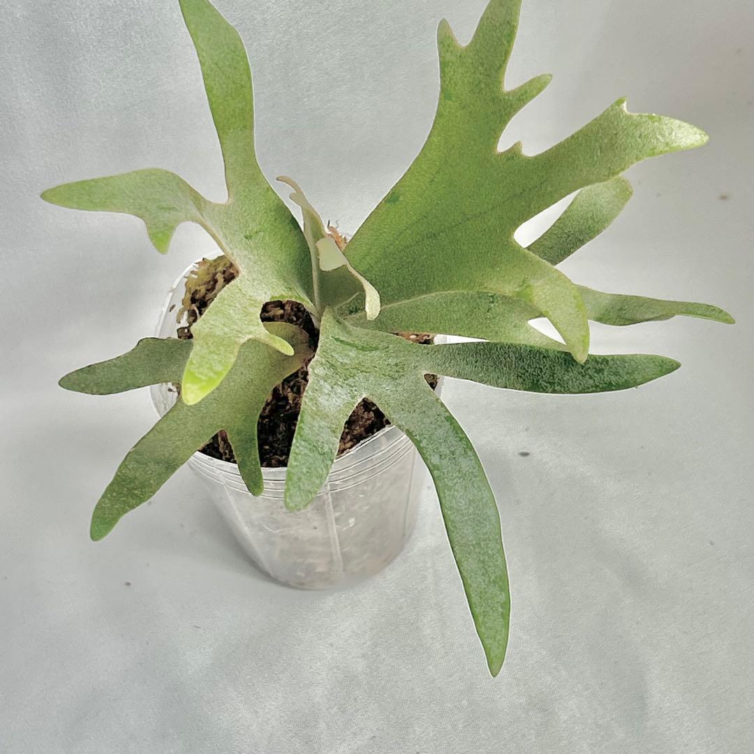 【メルカリ便】P. Willinckii Omg(spore) 【V5】