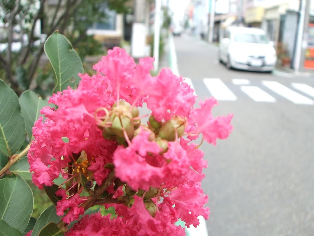 実写美⭕️美品【動作確認済】FUJIFILM FINEPIX V10