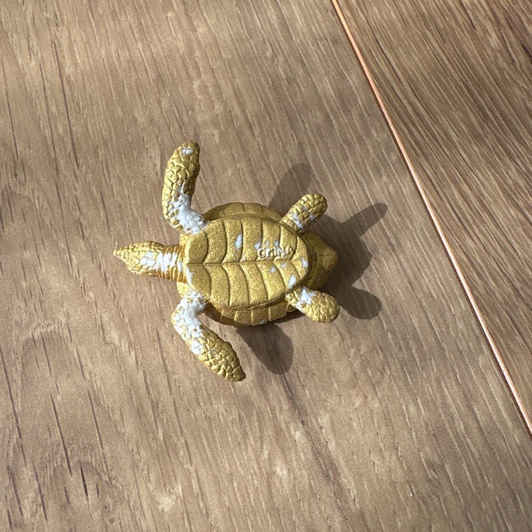 発掘！海洋生物 シークレット