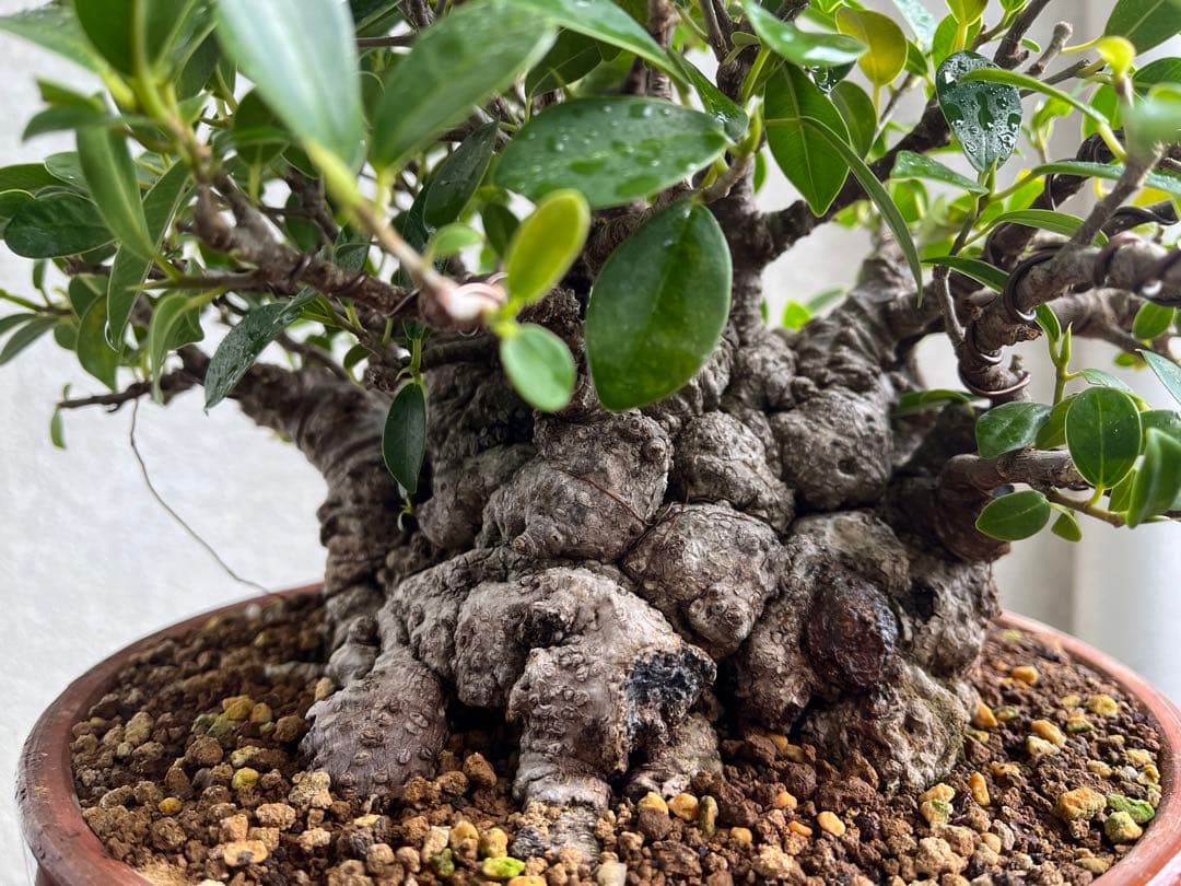 ✨✨✨superガジュマル【◎ジブリの世界】検/イボガジュマル♪セール♪