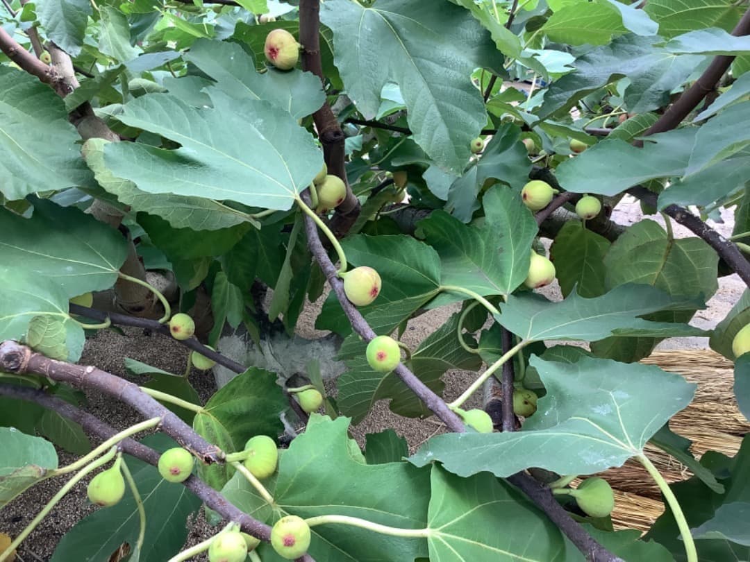 日本イチジク【蓬莱柿】穂木：100本(現品)