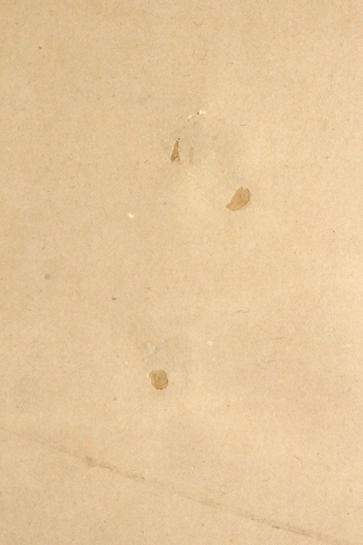 No4452掛軸　在印　松花堂昭乗　水墨鶏図　紙本　合箱　古画　古美術　送料無料