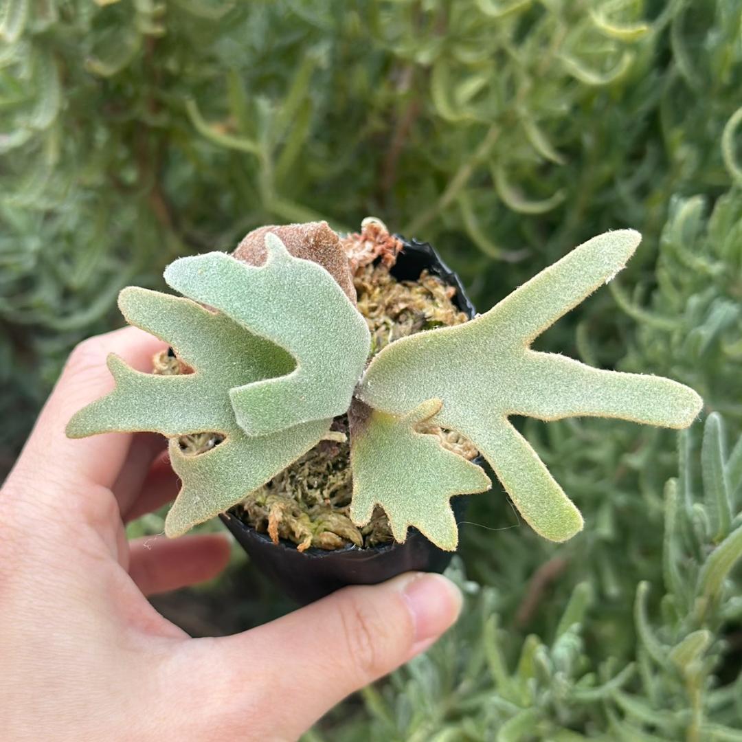 P. willinckii ’Jenny’ TC 220