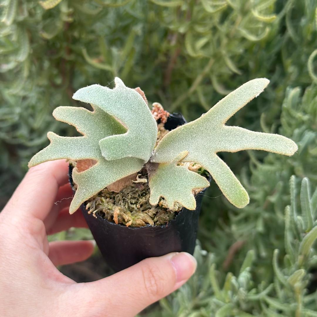 P. willinckii ’Jenny’ TC 220