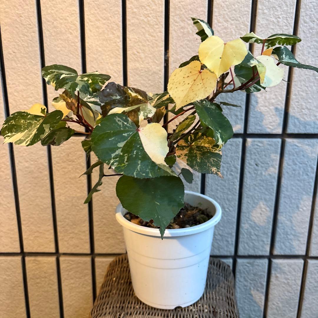 オオハマボウ　斑入り