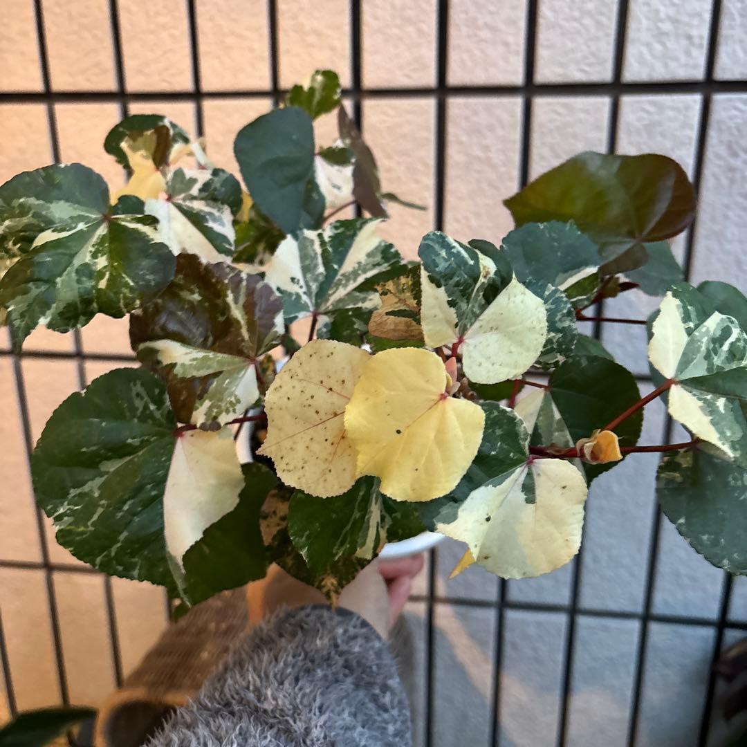 オオハマボウ　斑入り