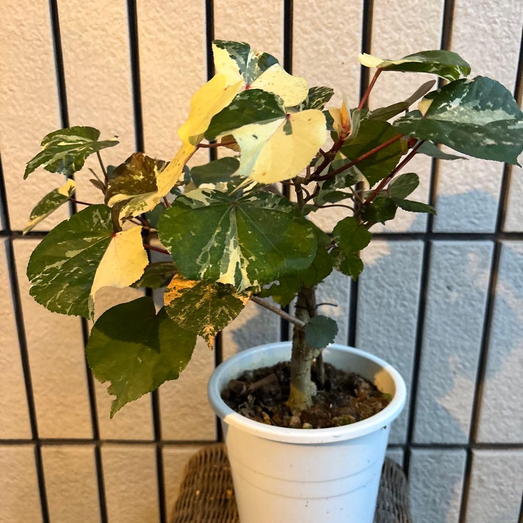 オオハマボウ　斑入り