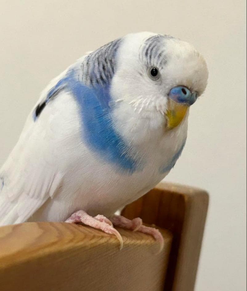 羊毛フェルト しゅんのパパさま セキセイインコ 小鳥 ハンドメイド オーダー