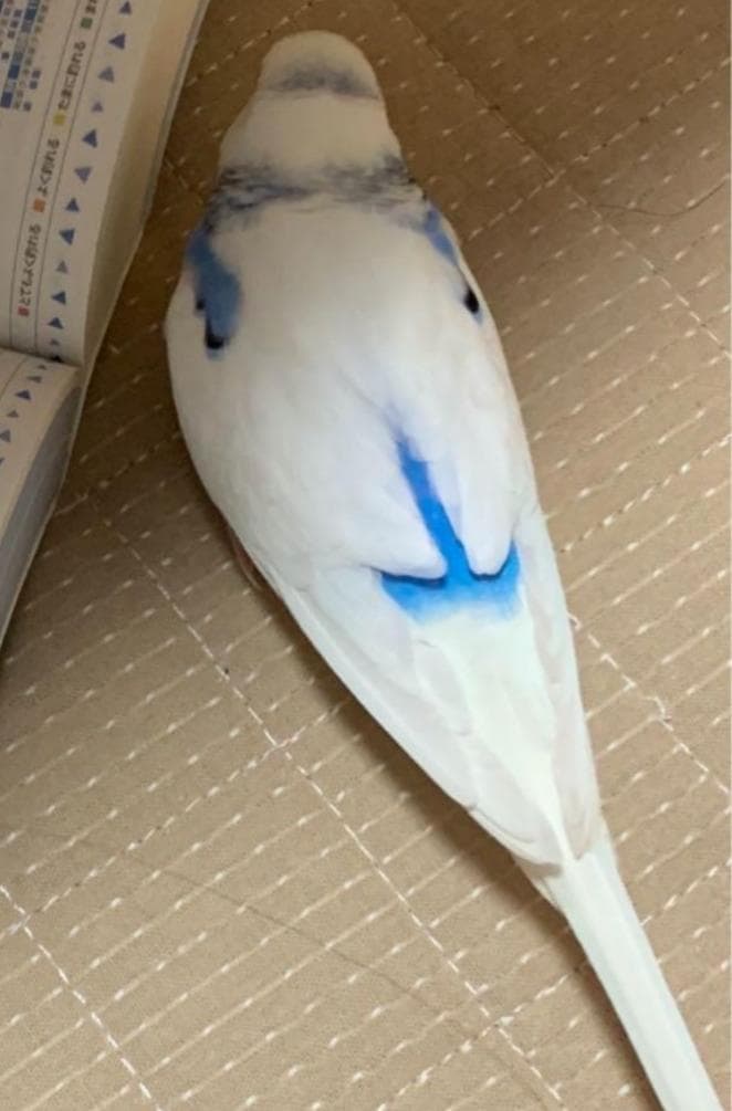 羊毛フェルト しゅんのパパさま セキセイインコ 小鳥 ハンドメイド オーダー