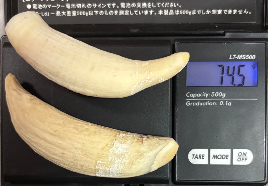 鯨歯　マッコウクジラの歯　2本セット　計74.5グラム