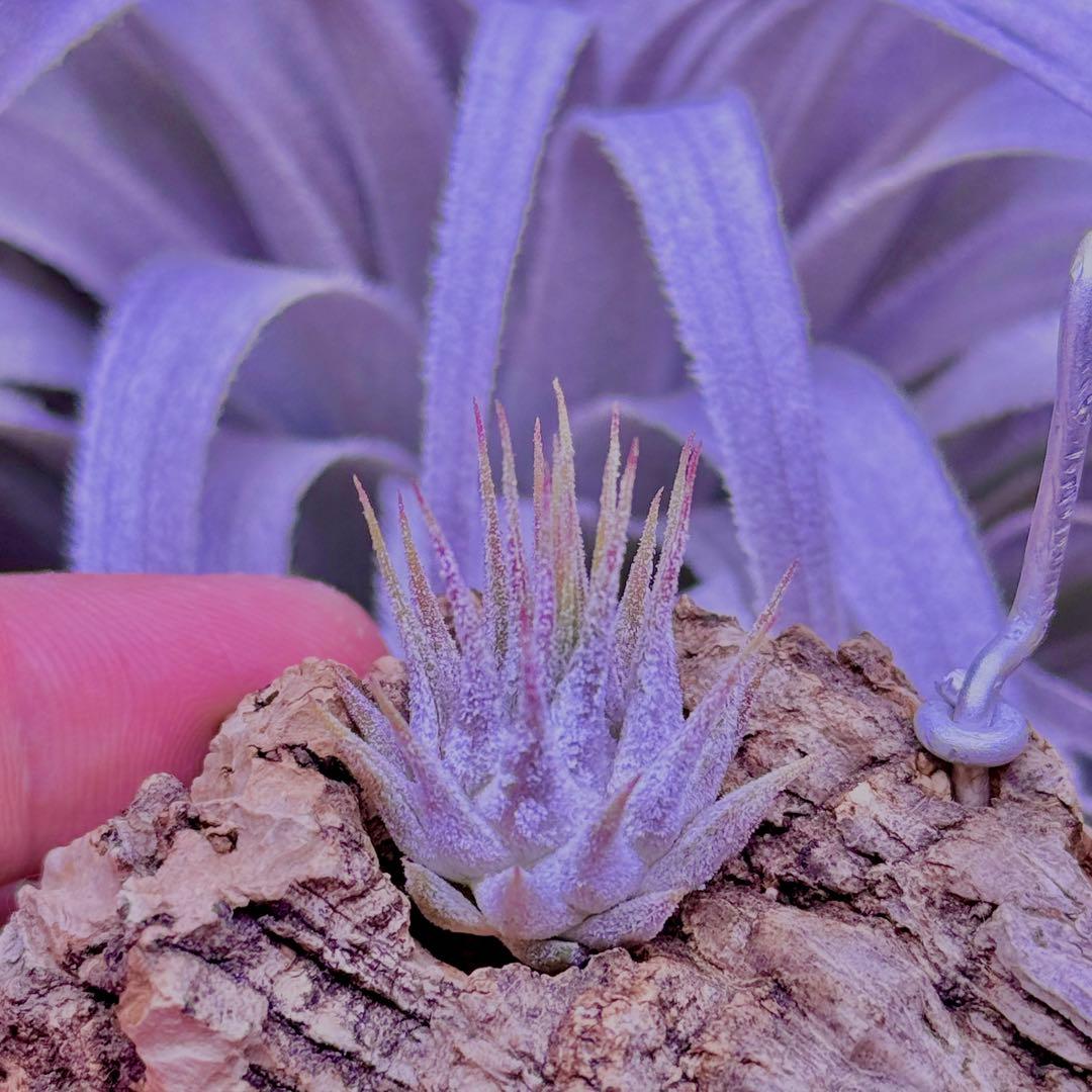 m*o様 Tillandsia ionantha Guatemala sp