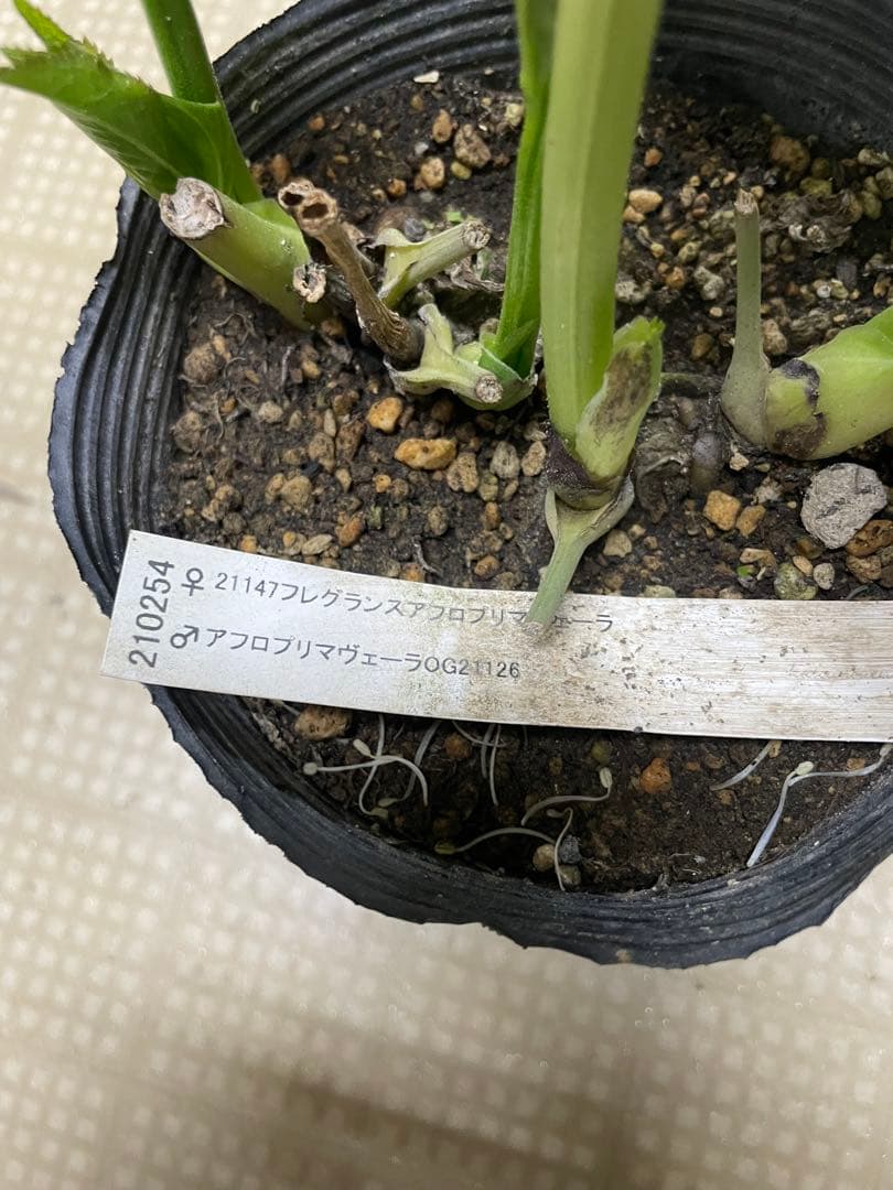 26-092 アフロプリマヴェーラ交配 加藤農園クリスマスローズ