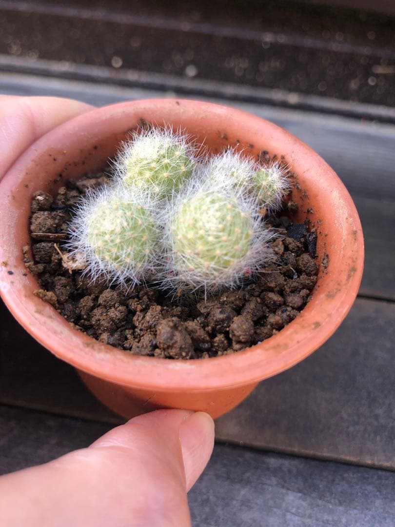 専用ページです！ご確認ページですAつぼみあり