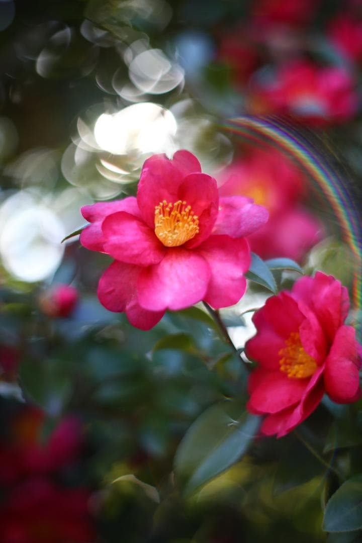 【分解整備済・完動品】Super-Takumar 50mm f1.4 作例あり