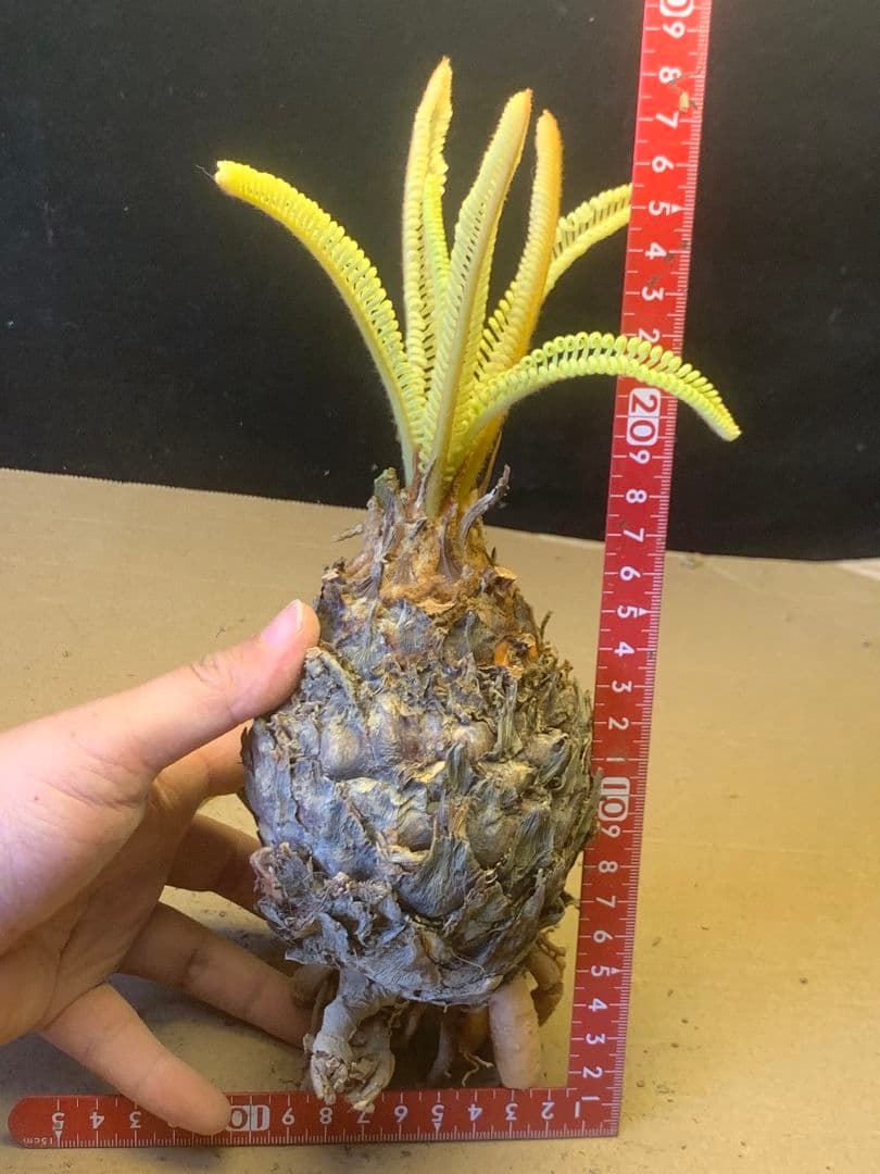 1338★黄金ソテツ★斑入りソテツ★ 蘇鉄 モンステラ 白い蘇鉄 変異 大株