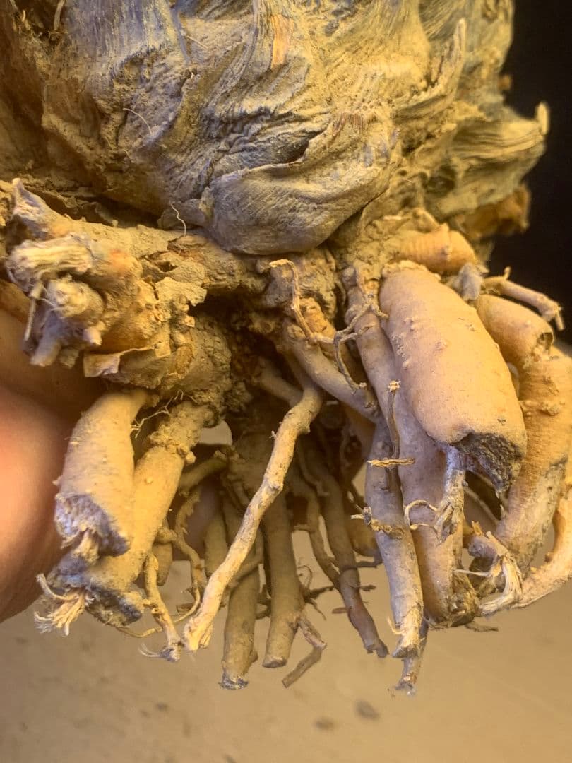 1338★黄金ソテツ★斑入りソテツ★ 蘇鉄 モンステラ 白い蘇鉄 変異 大株