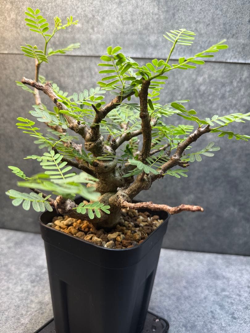 センナ　メリディオナリス　海外実生　発根済み　399