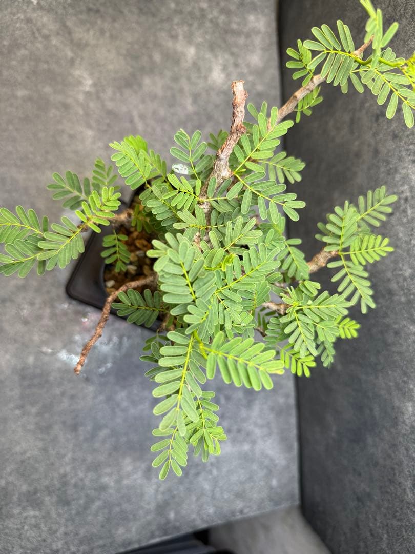 センナ　メリディオナリス　海外実生　発根済み　399