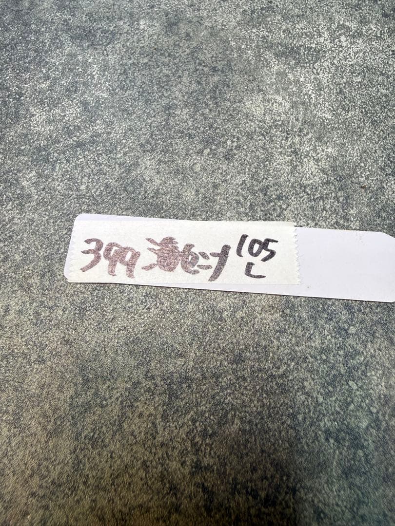 センナ　メリディオナリス　海外実生　発根済み　399