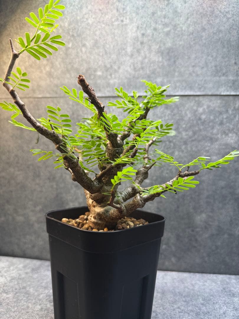 センナ　メリディオナリス　海外実生　発根済み　399