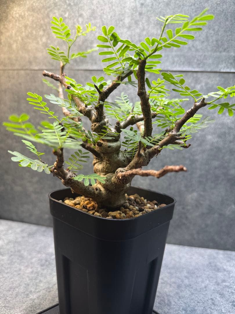 センナ　メリディオナリス　海外実生　発根済み　399