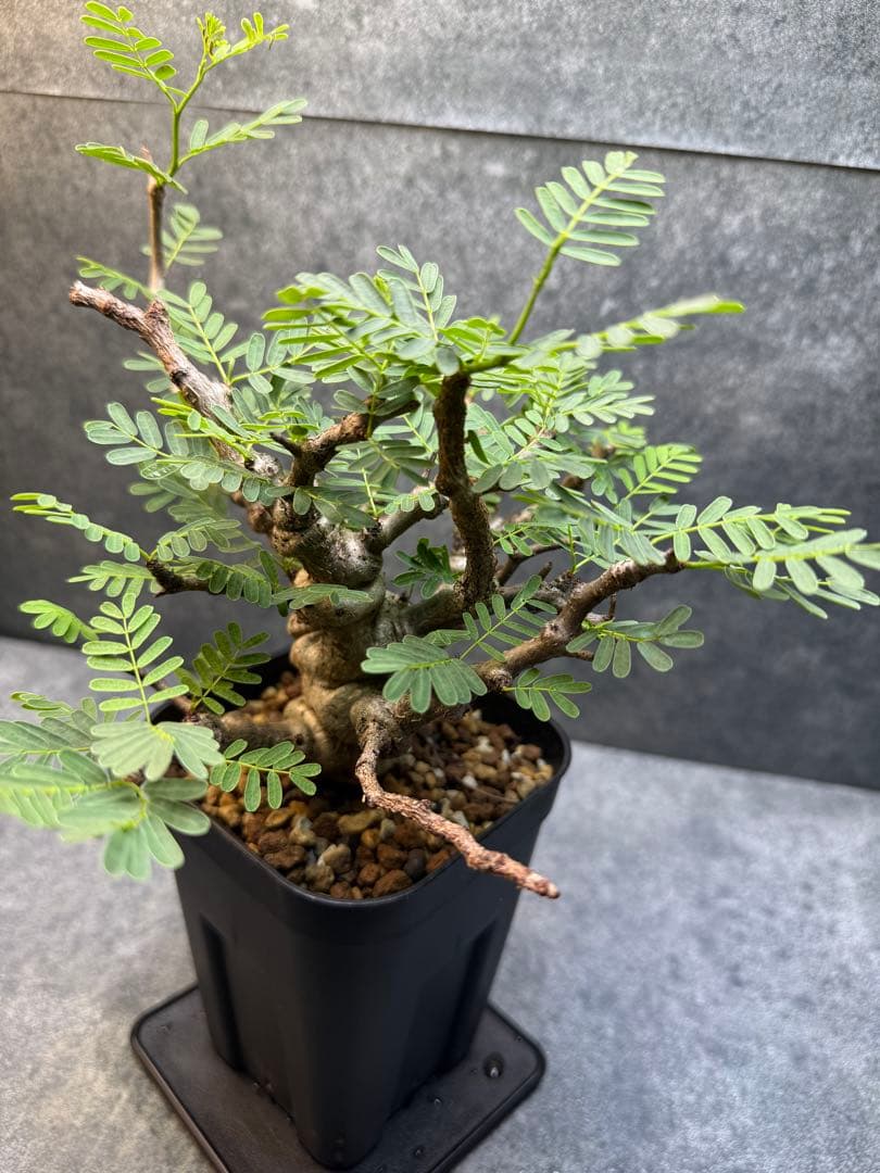 センナ　メリディオナリス　海外実生　発根済み　399