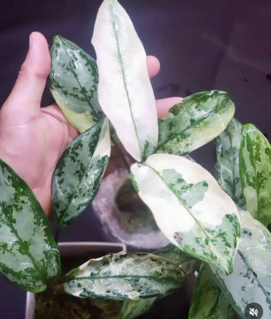 【Weed】Aglaonema commutatum variegated