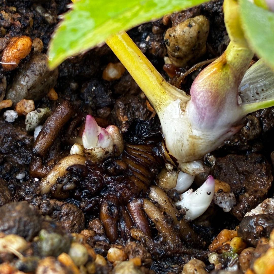 あ*号様 3612☘️蕾花付き☘️極上発色☘️超美人⭐️蜃気楼交配⭐️小輪⭐️芳