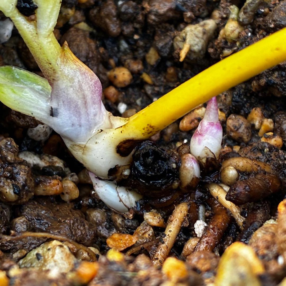 あ*号様 3612☘️蕾花付き☘️極上発色☘️超美人⭐️蜃気楼交配⭐️小輪⭐️芳