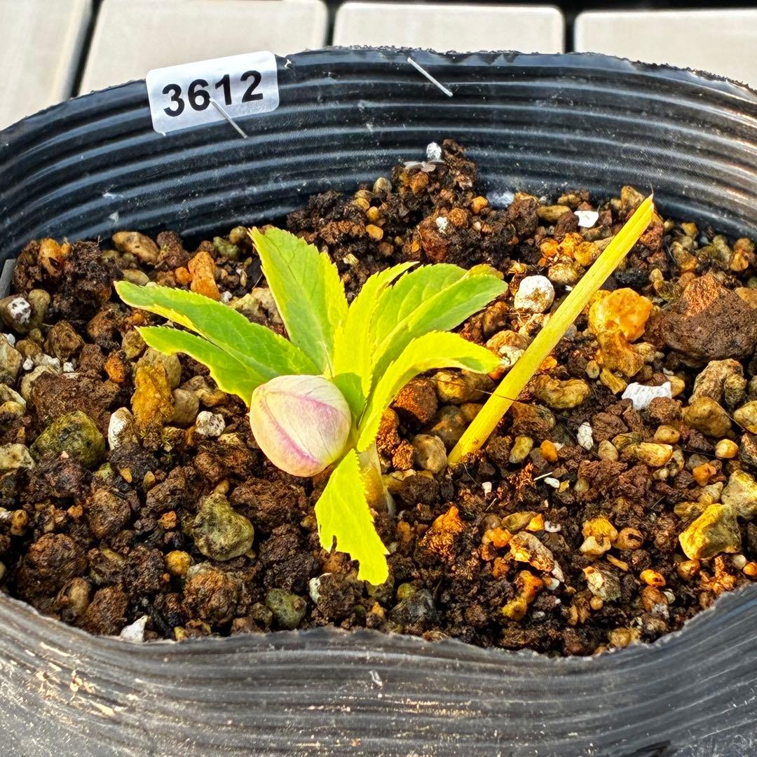 あ*号様 3612☘️蕾花付き☘️極上発色☘️超美人⭐️蜃気楼交配⭐️小輪⭐️芳