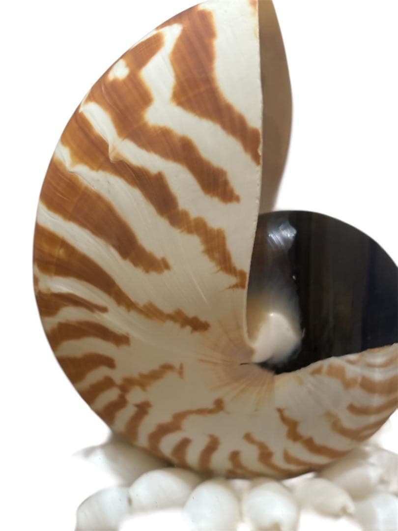 オウムガイ 貝殻 標本 ガラスドーム付 インテリア オブジェ