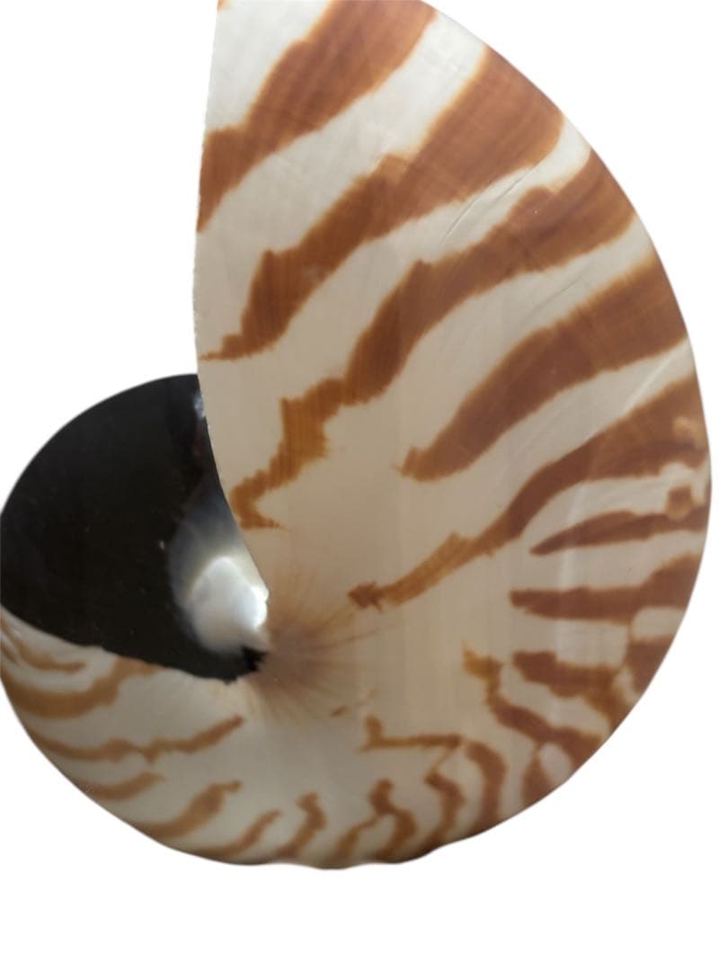 オウムガイ 貝殻 標本 ガラスドーム付 インテリア オブジェ