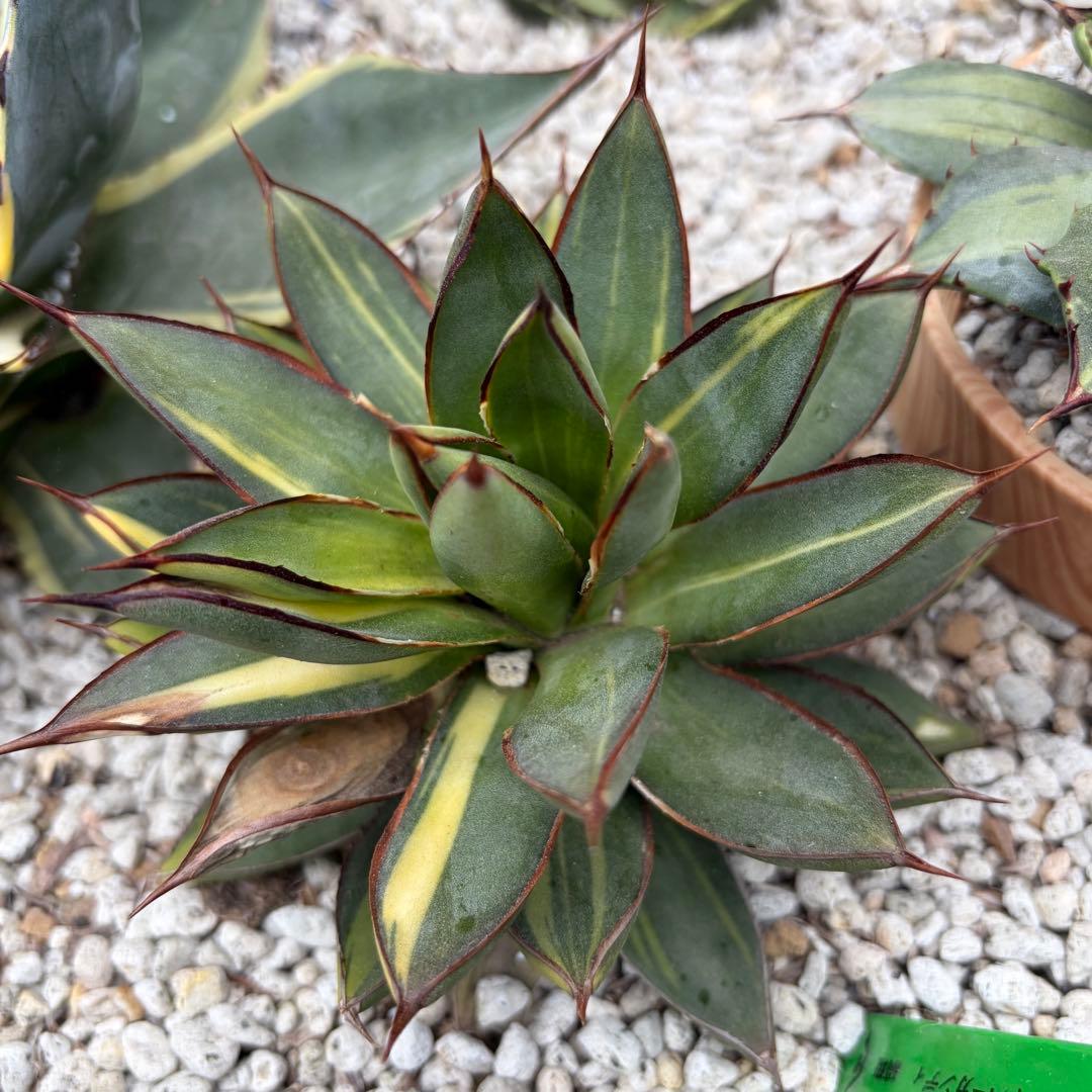 アガベ　バーントバーガンディ錦　縞斑