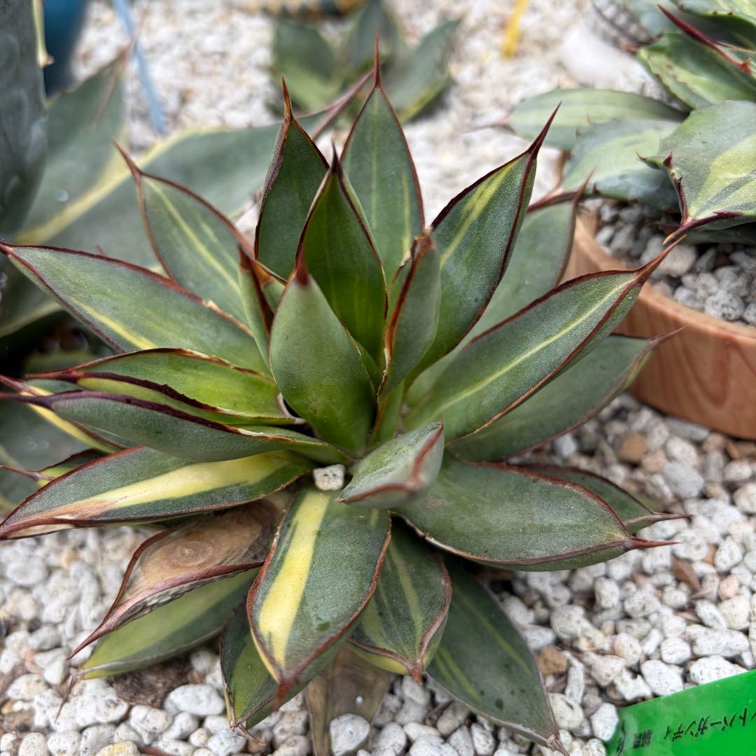 アガベ　バーントバーガンディ錦　縞斑