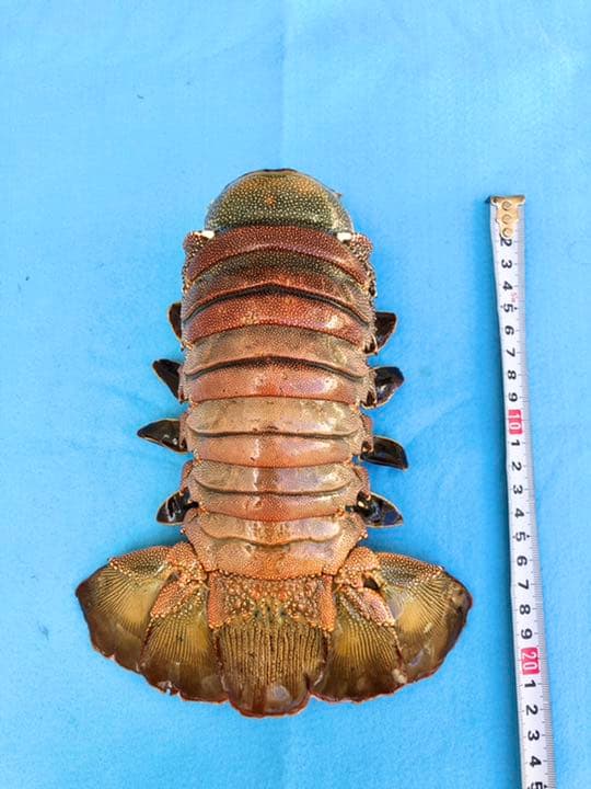 シマイセエビ　剥製　特大サイズ