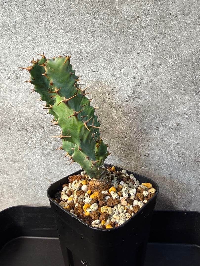 ユーフォルビア　クラビゲラ