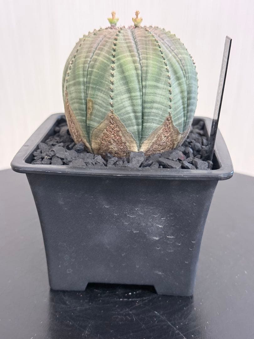 ユーフォルビアオベサ オールド